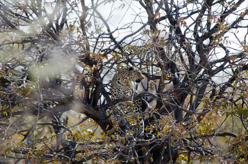 25 - Namibia - leopardo - parque nacional de Etosha